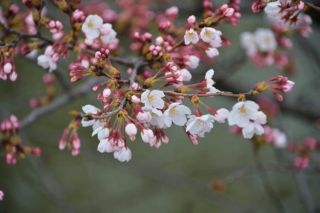 145 桜