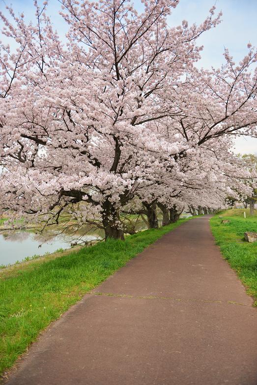 062 桜