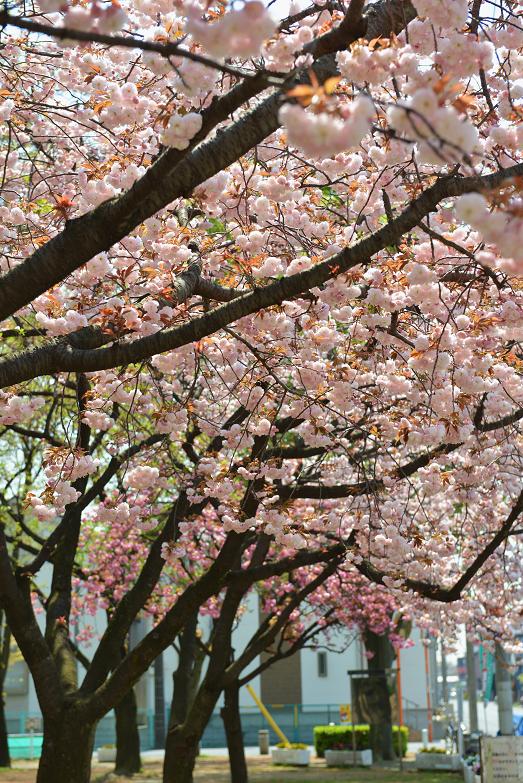 051 八重桜