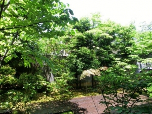 庭の緑