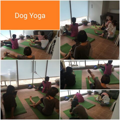 dog yoga