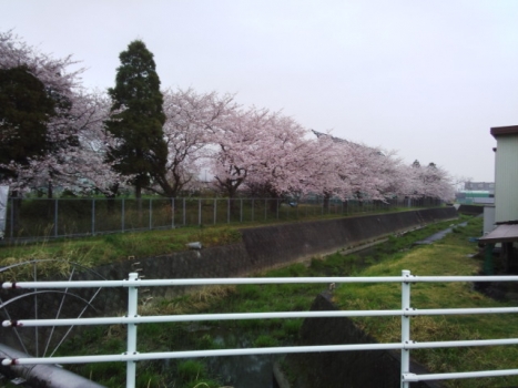 通勤路の桜