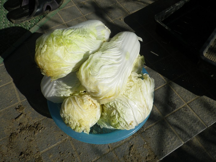 収穫白菜14_12_27