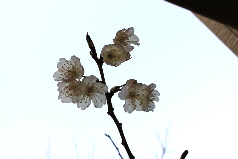 桜桃