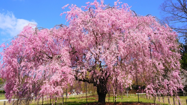 上賀茂神社桜