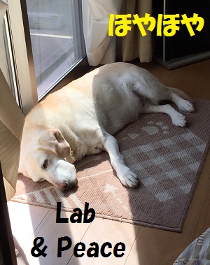 Lab peace