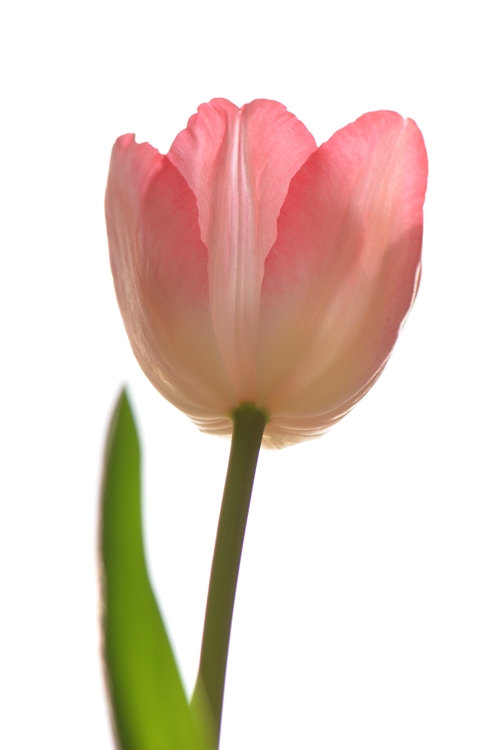 20150113 tulip4