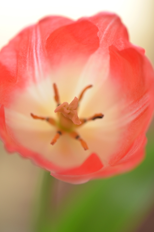 20150114 tulip1