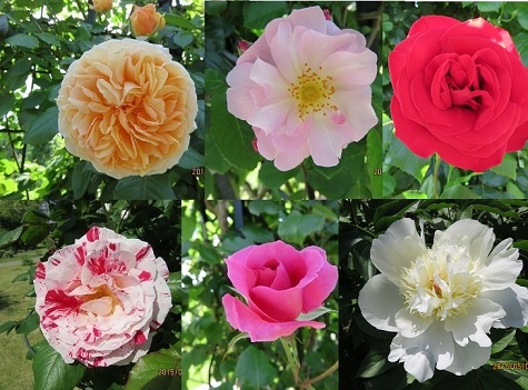 薔薇の花20150502