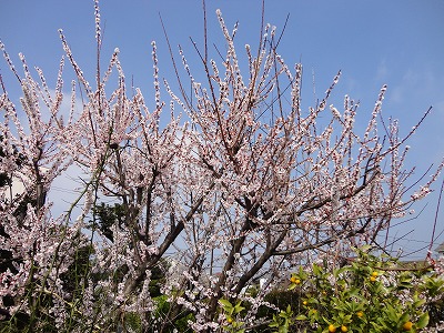 桃の花（H27,3)