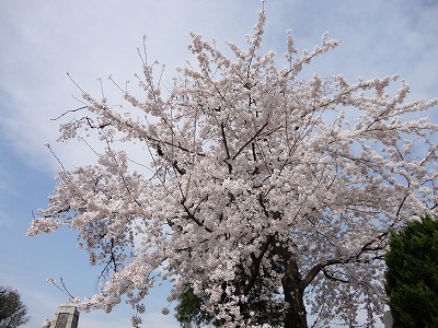 櫻咲く（27,4)