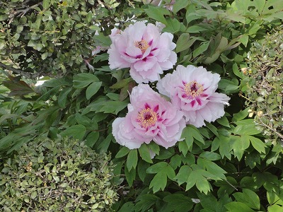 芍薬の花（H27,4 )
