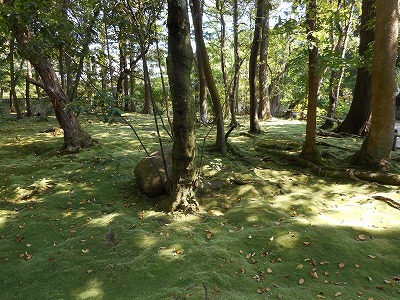 秋篠寺苔の庭（Ｈ27,5)