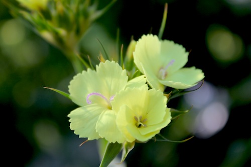 ダイアンサス　ナッピー　Dianthus knappii　ホタルナデシコ　黄色のナデシコ　　生産　販売　松原園芸　直売
