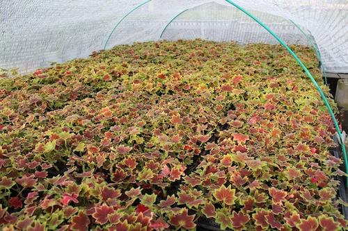 モミジバゼラニウム（学名Pelargonium × hortorum）　挿し芽　　生産　販売　松原園芸