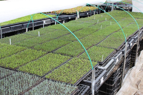 四季咲きナデシコ　ダイアンサス　Dianthus hybrids　新品種　　育種　生産　販売　松原園芸
