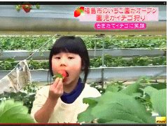 福島市産イチゴを食べる勇気ある女の子