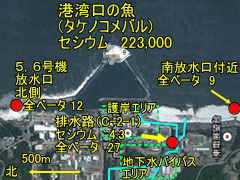 福島第一原発の外洋からは放射性物質