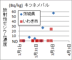 茨城県比べ低い福島県いわき市キツネメバルのセシウム濃度