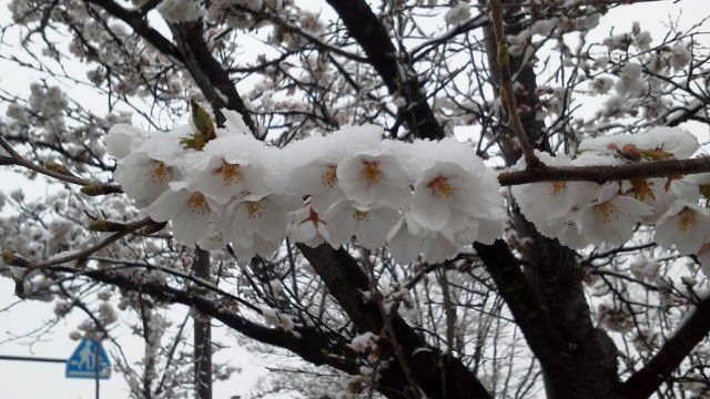 2015麓山の雪持ち桜