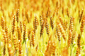 無農薬・無肥料 自然栽培 小麦粉