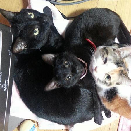 三匹の写真は大きな黒猫が愛ちゃん、三毛猫がラブちゃん、おチビちゃんがミドです。可愛すぎ～ｽﾘ(●´∀人∀｀●)ｽﾘ（笑）