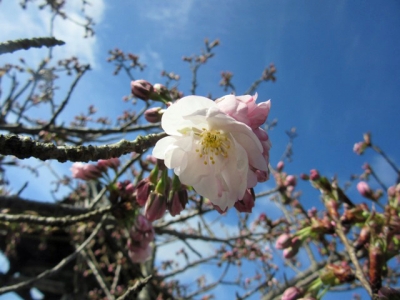 蓮如桜