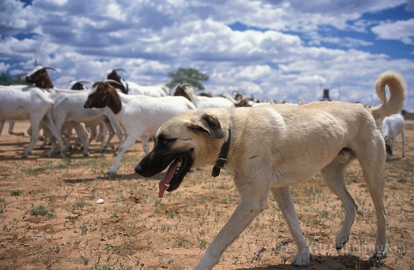 古い犬種（青空と羊とわんこさん）image