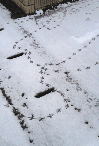 雪の上に鳥の足跡