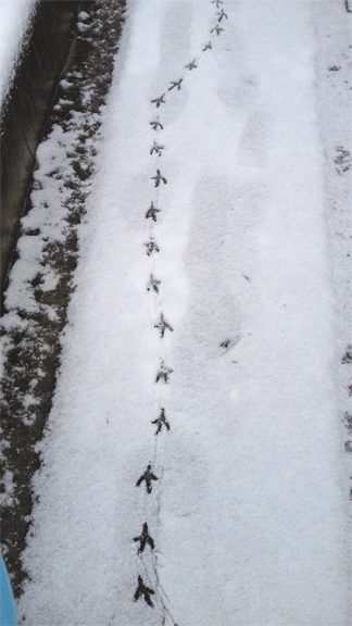 雪の上に鳥の足跡が真っ直ぐ