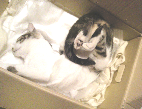 うちの猫の変ポーズＩＮダンボール箱