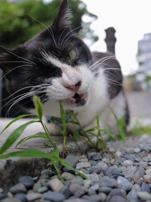 草を喰う猫2