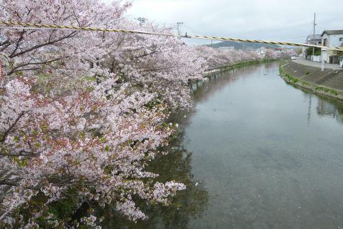 出水の桜