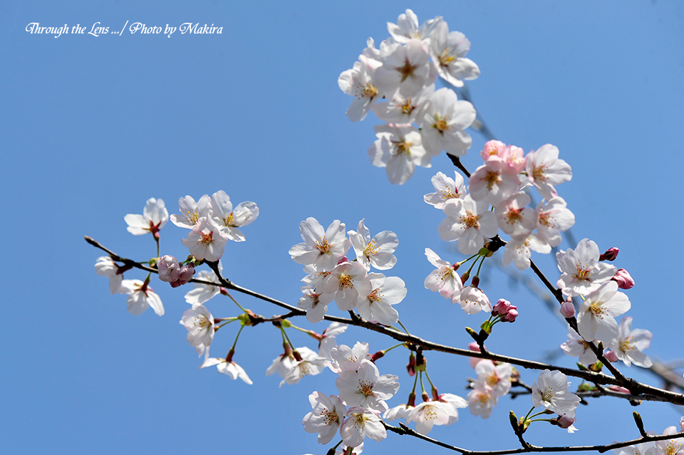 染井吉野の前に、桜、さくら、サクラ | Lensを通して・・・Part2