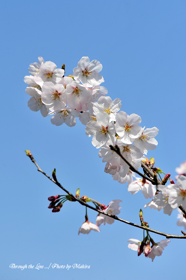 染井吉野の前に、桜、さくら、サクラ | Lensを通して・・・Part2