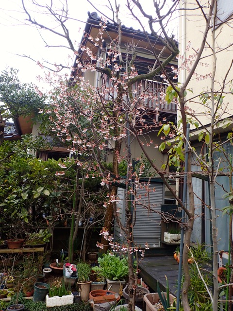 庭の山桜１