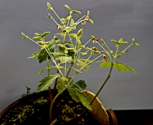 鉢植のアズマシロカネソウ