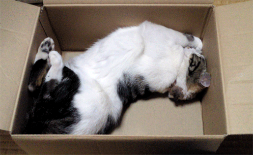 cat-in-box.gif